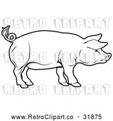 Vector Clip Art of a Cautious Retro Pig Standing Alert and Focuse in Black Outline by AtStockIllustration