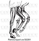 Vector Clip Art of Engraved Diagram of Horse Leg Muscles and Bones in by Picsburg