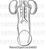 Vector Clip Art of Human Kidneys by Prawny Vintage