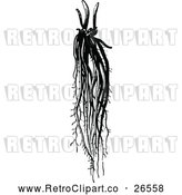 Vector Clip Art of Retro Asparagus Root by Prawny Vintage
