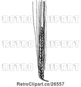 Vector Clip Art of Retro Barley Head by Prawny Vintage