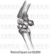 Vector Clip Art of Retro Bones of a Flexed Horse Knee in by Picsburg