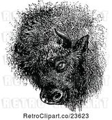 Vector Clip Art of Retro Buffalo Head by Prawny Vintage