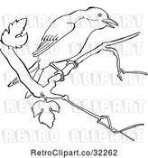 Vector Clip Art of Retro Cartoon Mockingbird in a Tree Line Drawing by Picsburg