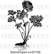 Vector Clip Art of Retro Coronaria Flore Pleno Plant by Prawny Vintage