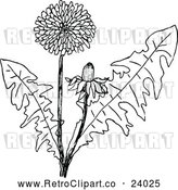 Vector Clip Art of Retro Dandelion Plant by Prawny Vintage