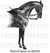 Vector Clip Art of Retro Engraved Horse Anatomy of a Reined Horse with Good Shoulders in by Picsburg