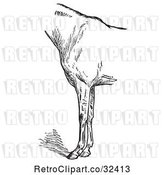 Vector Clip Art of Retro Engraved Horse Anatomy of Bad Conformation of Fore Quarters in 2 by Picsburg