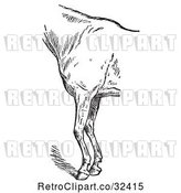 Vector Clip Art of Retro Engraved Horse Anatomy of Bad Conformation of Fore Quarters in 4 by Picsburg