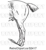 Vector Clip Art of Retro Engraved Horse Anatomy of Bad Hind Quarters in 1 by Picsburg