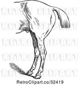 Vector Clip Art of Retro Engraved Horse Anatomy of Bad Hind Quarters in 3 by Picsburg