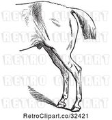 Vector Clip Art of Retro Engraved Horse Anatomy of Bad Hind Quarters in 4 by Picsburg
