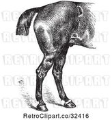 Vector Clip Art of Retro Engraved Horse Anatomy of Good Hind Quarters in by Picsburg