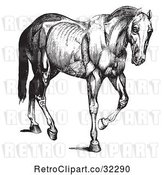 Vector Clip Art of Retro Engraved Horse Anatomy of Muscular Covering in by Picsburg