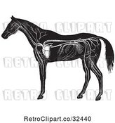 Vector Clip Art of Retro Engraved Horse Anatomy of the Circulatory System in by Picsburg