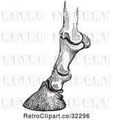Vector Clip Art of Retro Engraving of Horse Bones and Articulations of the Foot Hoof in 1 by Picsburg