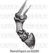 Vector Clip Art of Retro Engraving of Horse Bones and Articulations of the Foot Hoof in 3 by Picsburg