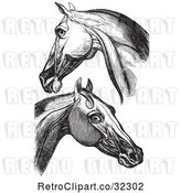 Vector Clip Art of Retro Engravings of Horse Head and Neck Muscles in by Picsburg