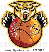 Vector Clip Art of Retro Furious Tiger Clawing a Basketball with a Yellow Outline by Patrimonio