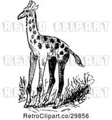 Vector Clip Art of Retro Giraffe by Prawny Vintage
