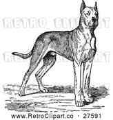 Vector Clip Art of Retro Great Dane Dog by Prawny Vintage