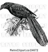 Vector Clip Art of Retro Grooved Bill Ani Cuckoo by Prawny Vintage