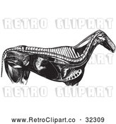 Vector Clip Art of Retro Horse Anatomy of Internal Bones Organs in Black and White by Picsburg