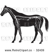 Vector Clip Art of Retro Horse Anatomy of the Nervous System in Black and White by Picsburg
