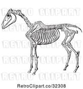 Vector Clip Art of Retro Horse Anatomy of the Skeleton in 2 by Picsburg