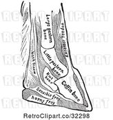 Vector Clip Art of Retro Horse Foot with Bones of the Foot in by Picsburg