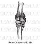 Vector Clip Art of Retro Horse Knee Bones in by Picsburg