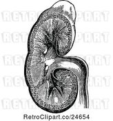 Vector Clip Art of Retro Human Kidney by Prawny Vintage
