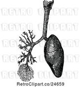 Vector Clip Art of Retro Human Lungs and Trachea by Prawny Vintage