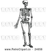 Vector Clip Art of Retro Human Skeleton by Prawny Vintage