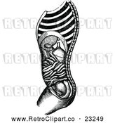 Vector Clip Art of Retro Human Stomach Anatomy in Profile by Prawny Vintage