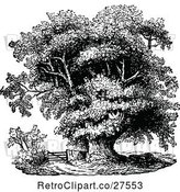 Vector Clip Art of Retro Mature Oak Tree by Prawny Vintage