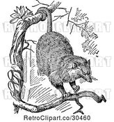 Vector Clip Art of Retro Opossum in a Tree by Prawny Vintage
