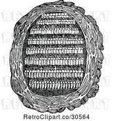 Vector Clip Art of Retro Paper Wasp Nest by Prawny Vintage