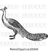Vector Clip Art of Retro Peacock by Prawny Vintage