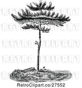 Vector Clip Art of Retro Pine Tree by Prawny Vintage