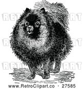 Vector Clip Art of Retro Pomeranian Dog by Prawny Vintage