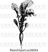 Vector Clip Art of Retro Radish Plant by Prawny Vintage