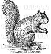 Vector Clip Art of Retro Squirrel Holding a Nut by Prawny Vintage