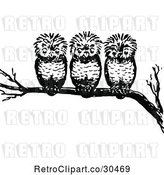 Vector Clip Art of Retro Three Owls on a Branch by Prawny Vintage