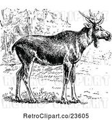 Vector Clip Art of Retro Wild Elk by Prawny Vintage