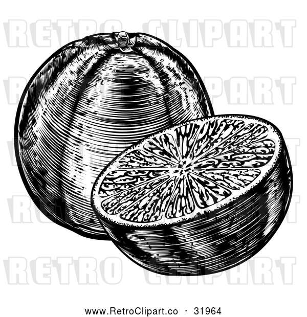 Vector Clip Art of a Retro Black and White Navel Oranges, Whole and Halved