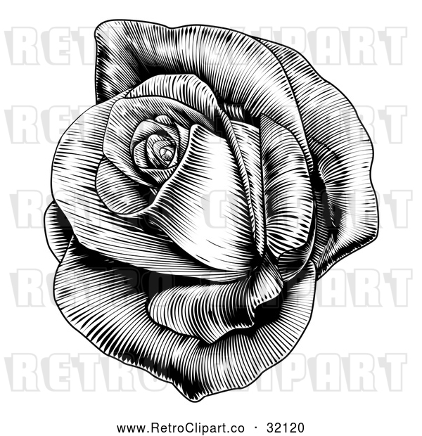 Vector Clip Art of a Retro Black Blooming Rose