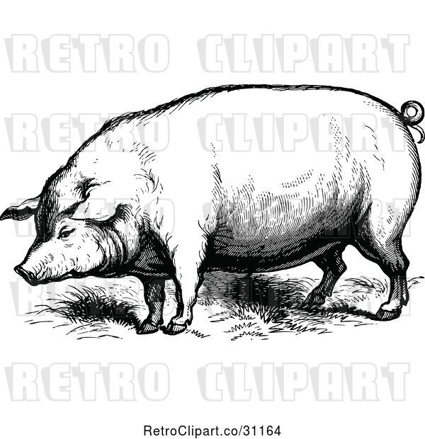 Vector Clip Art of Farm Pig