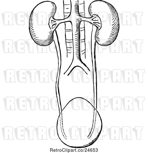 Vector Clip Art of Human Kidneys