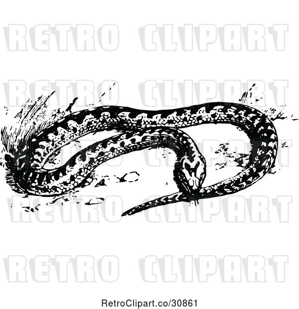 Vector Clip Art of Retro Adder Snake